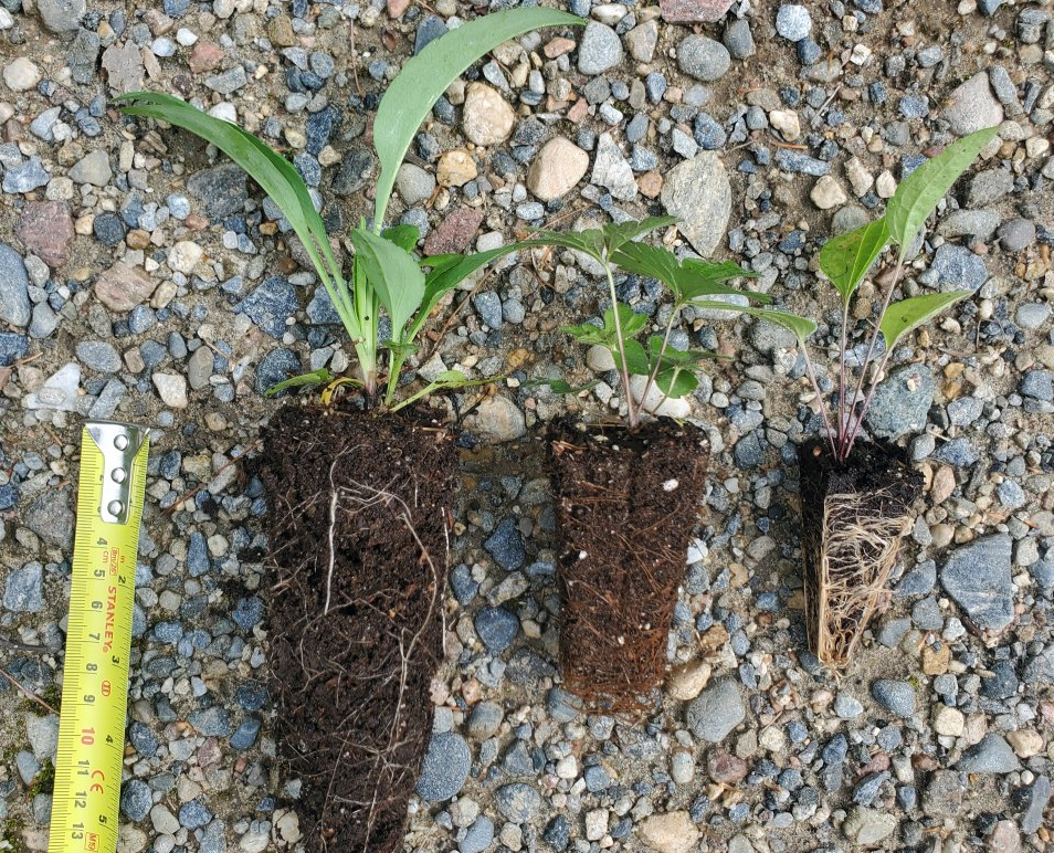 Seedlings offered by A Cultivated Art