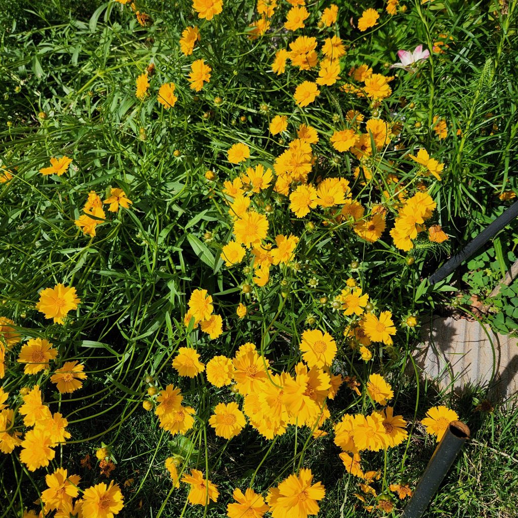 Coreopsis flowers