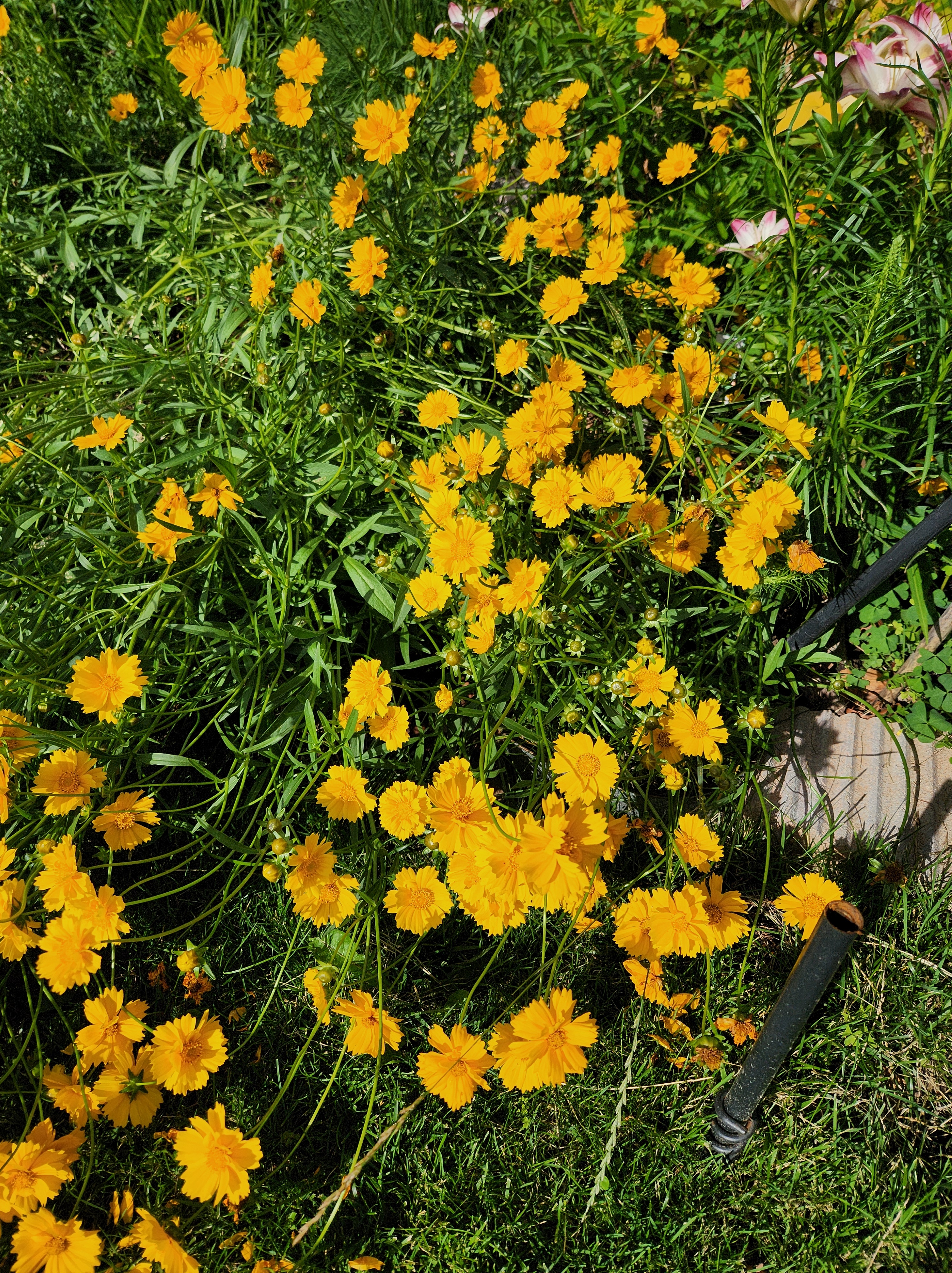 Coreopsis flowers