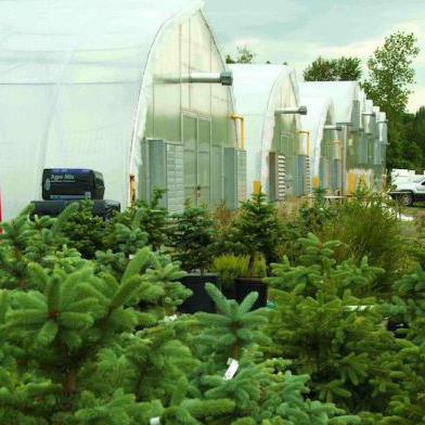 Ferguson Tree Nursery. Small trees in the foreground with greenhouse in the back.