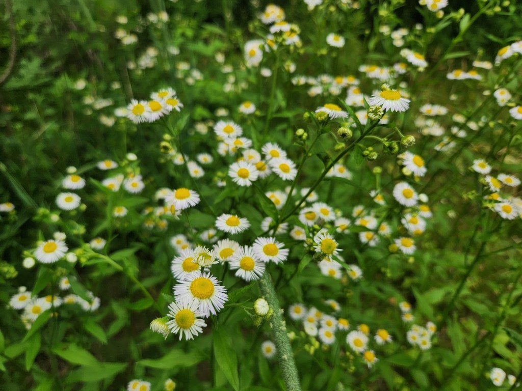 fleabane flowers