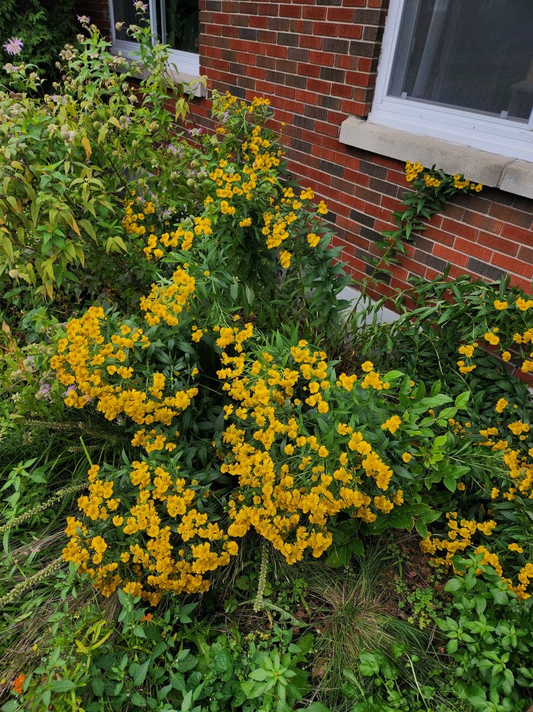 a large grouping of helenium flowers.