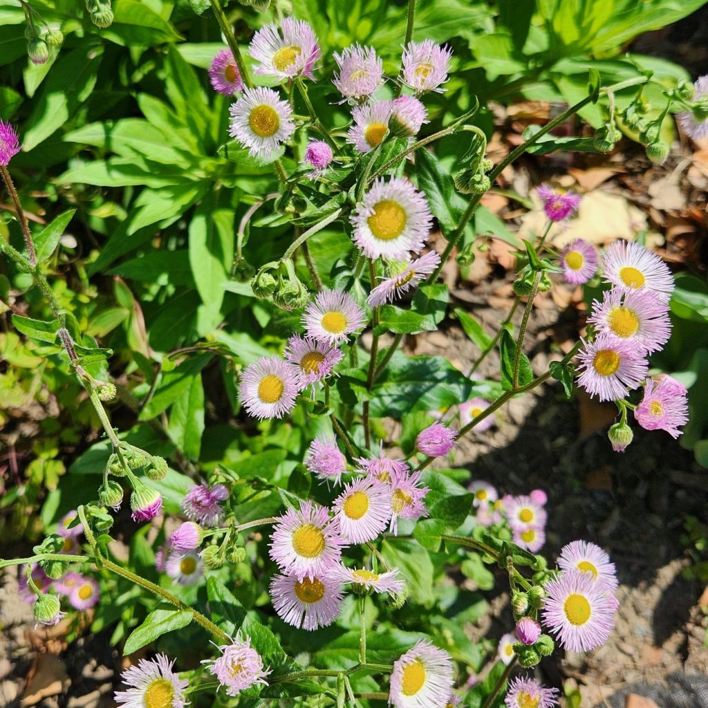 Philadelphia fleabane flowers.