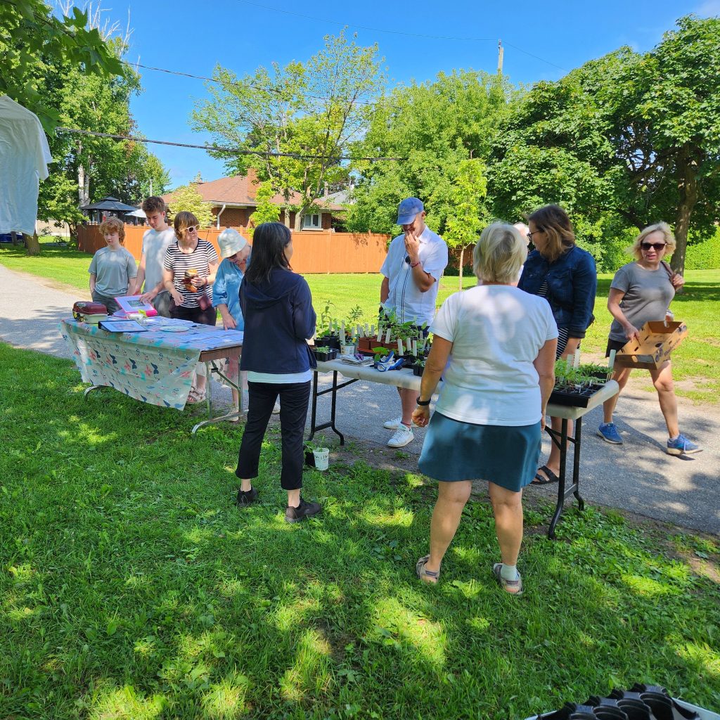 MAPP plant sale. A few tables in a local park with a handful of people browsing.