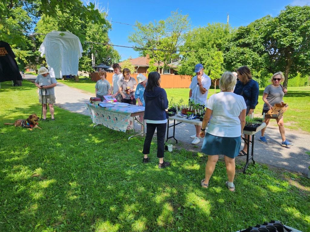 MAPP plant sale. A few tables in a local park with a handful of people browsing.