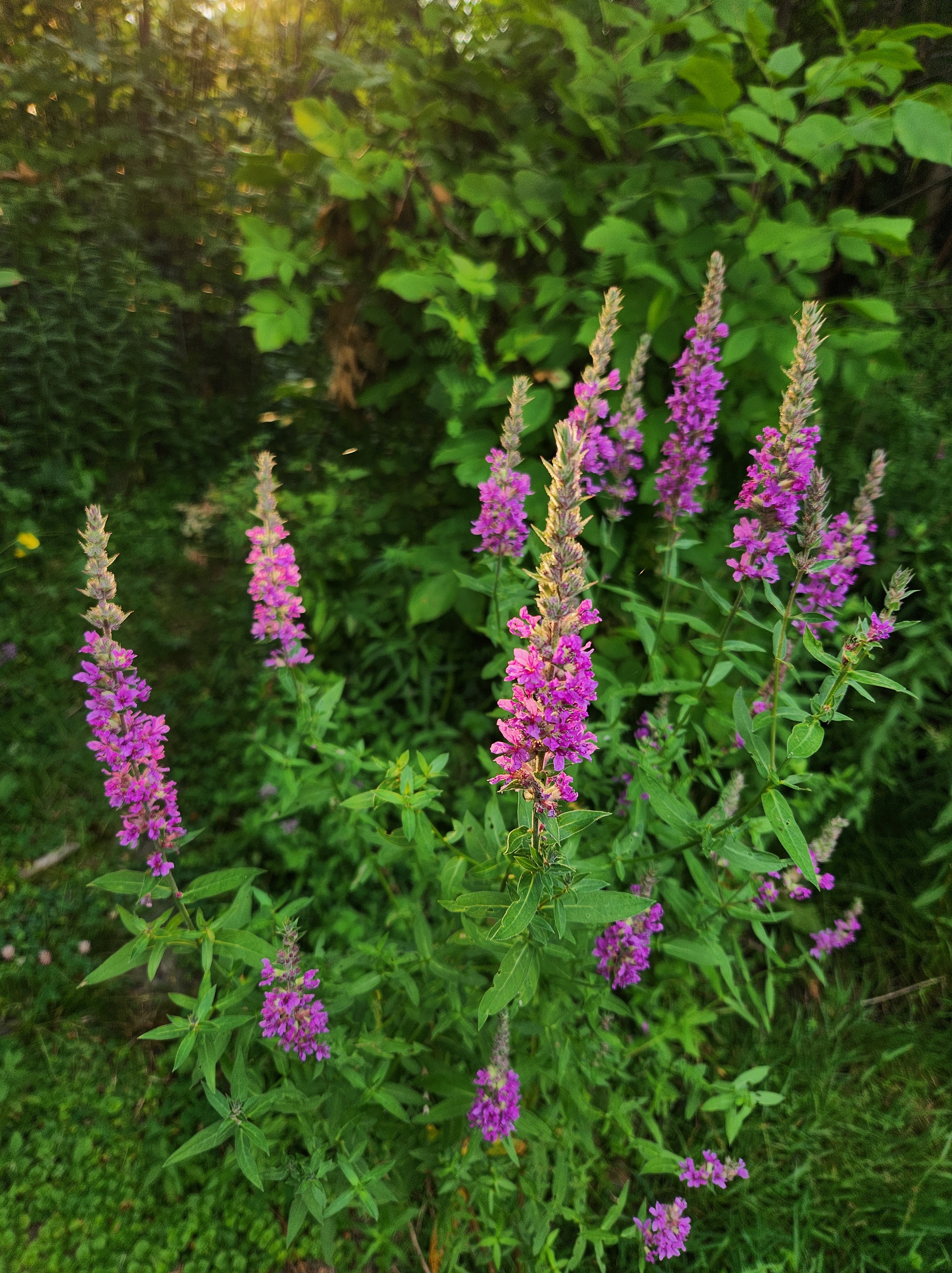 Invasive purple loosestrife flowers.