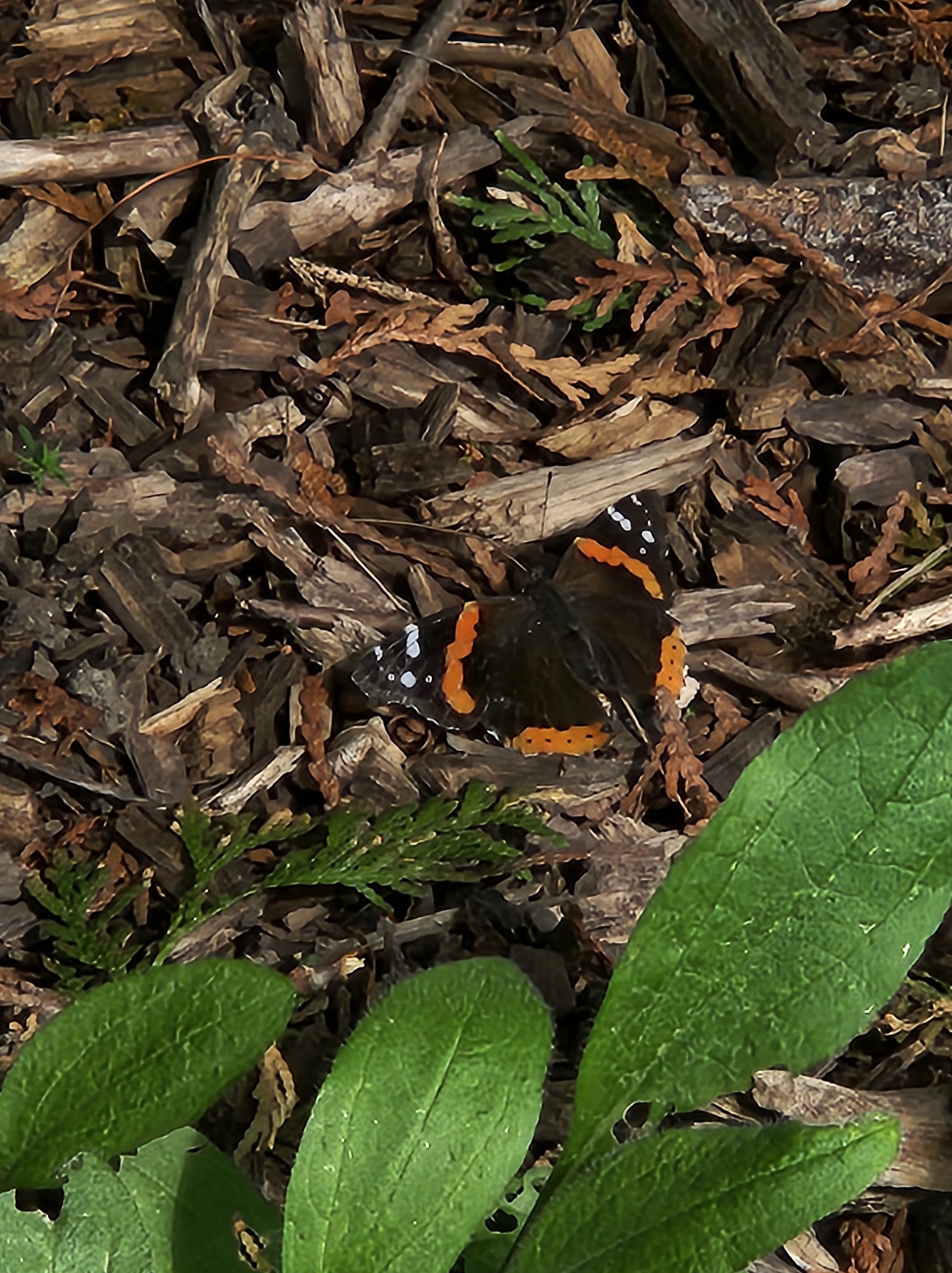 red admiral butterfly on mulch