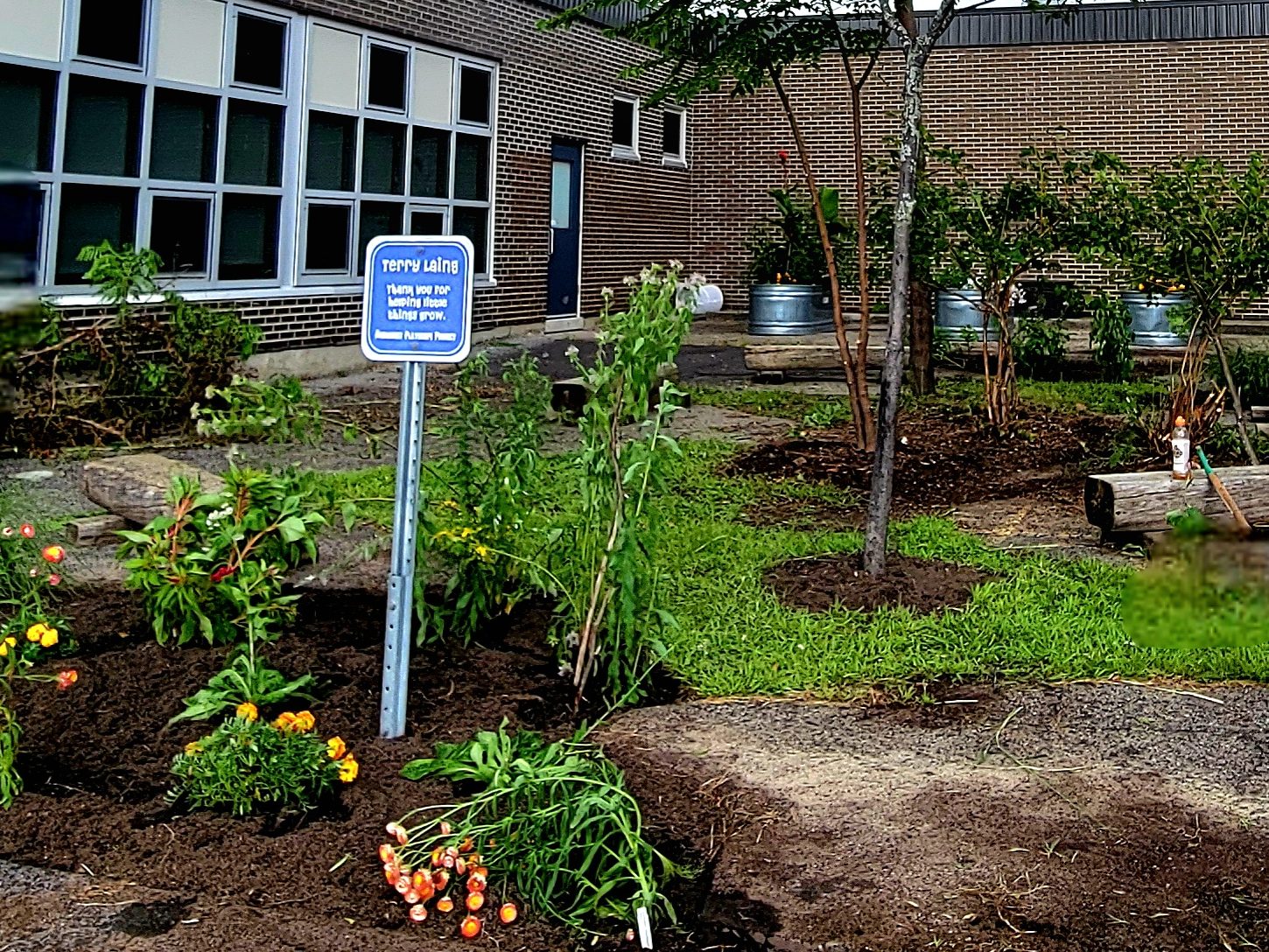 A courtyard garden at Agincourt PS. Features Zig Zag gardens with trees and shrubs. 