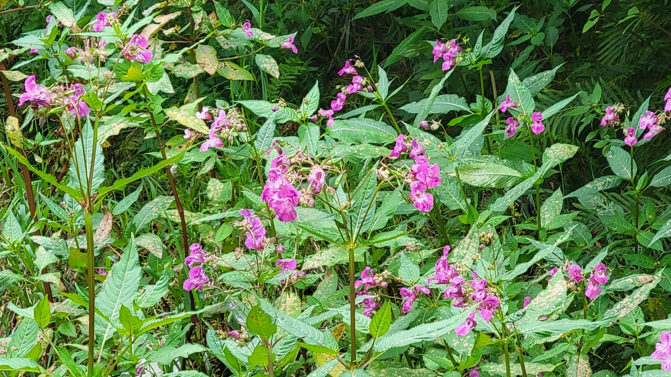 Balsam Impatiens