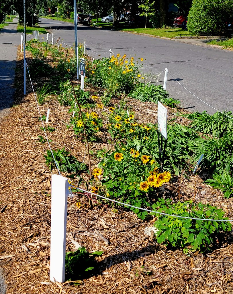 Completed boulevard garden. A white rope fence lines the outside. 