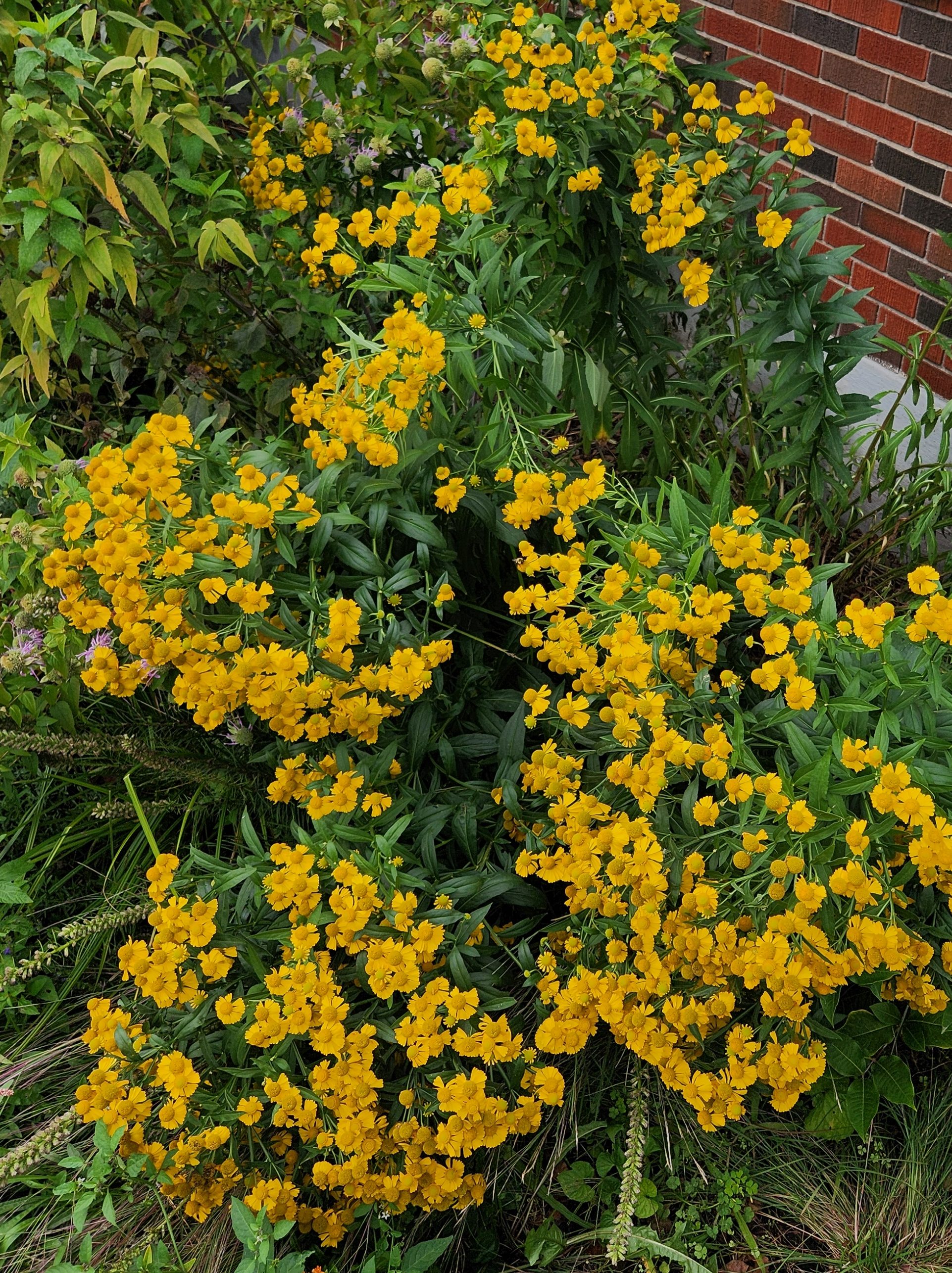 a large grouping of helenium flowers.
