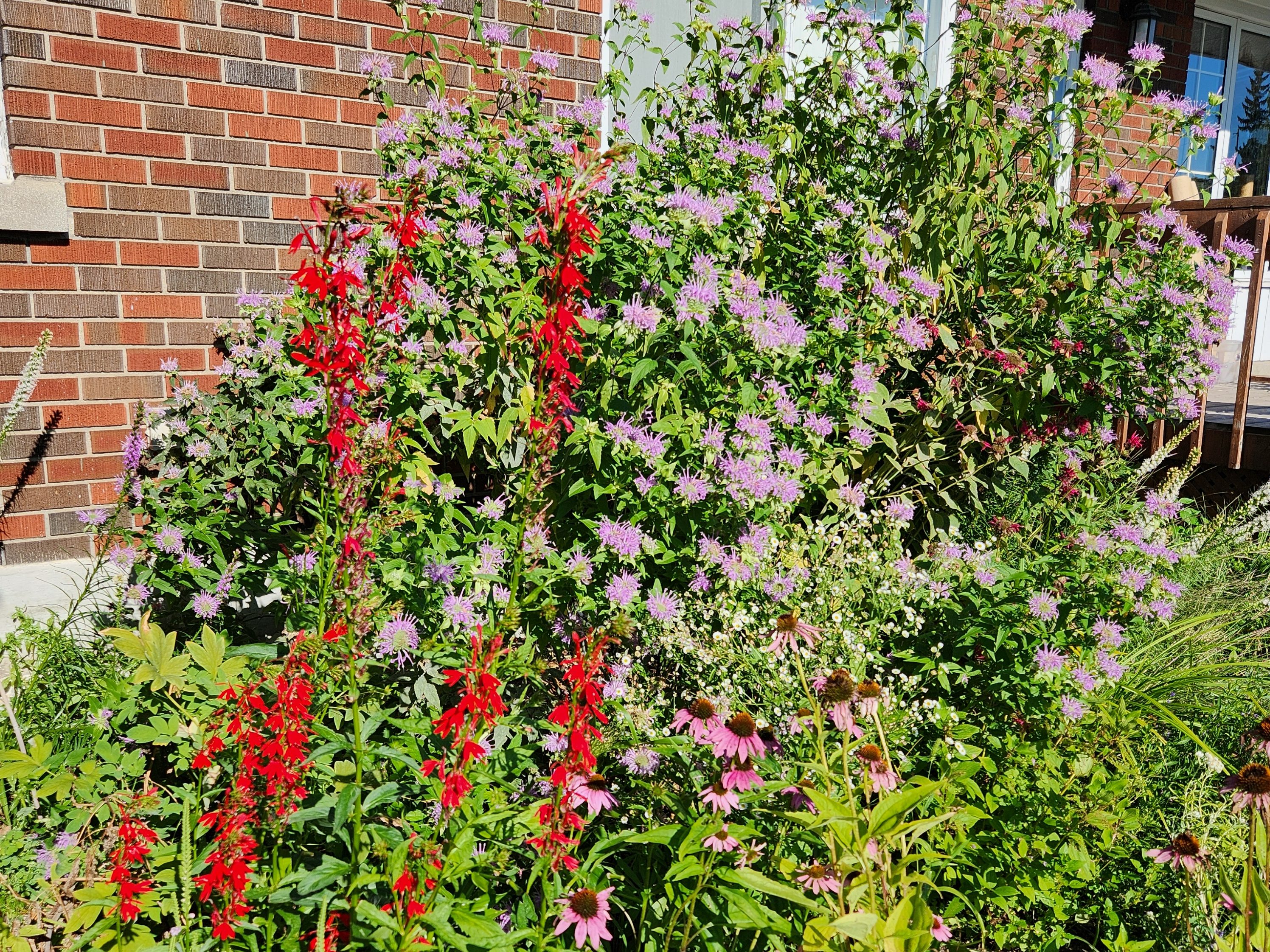 Various native flowers in a garden, including monarda and cardinal flower.