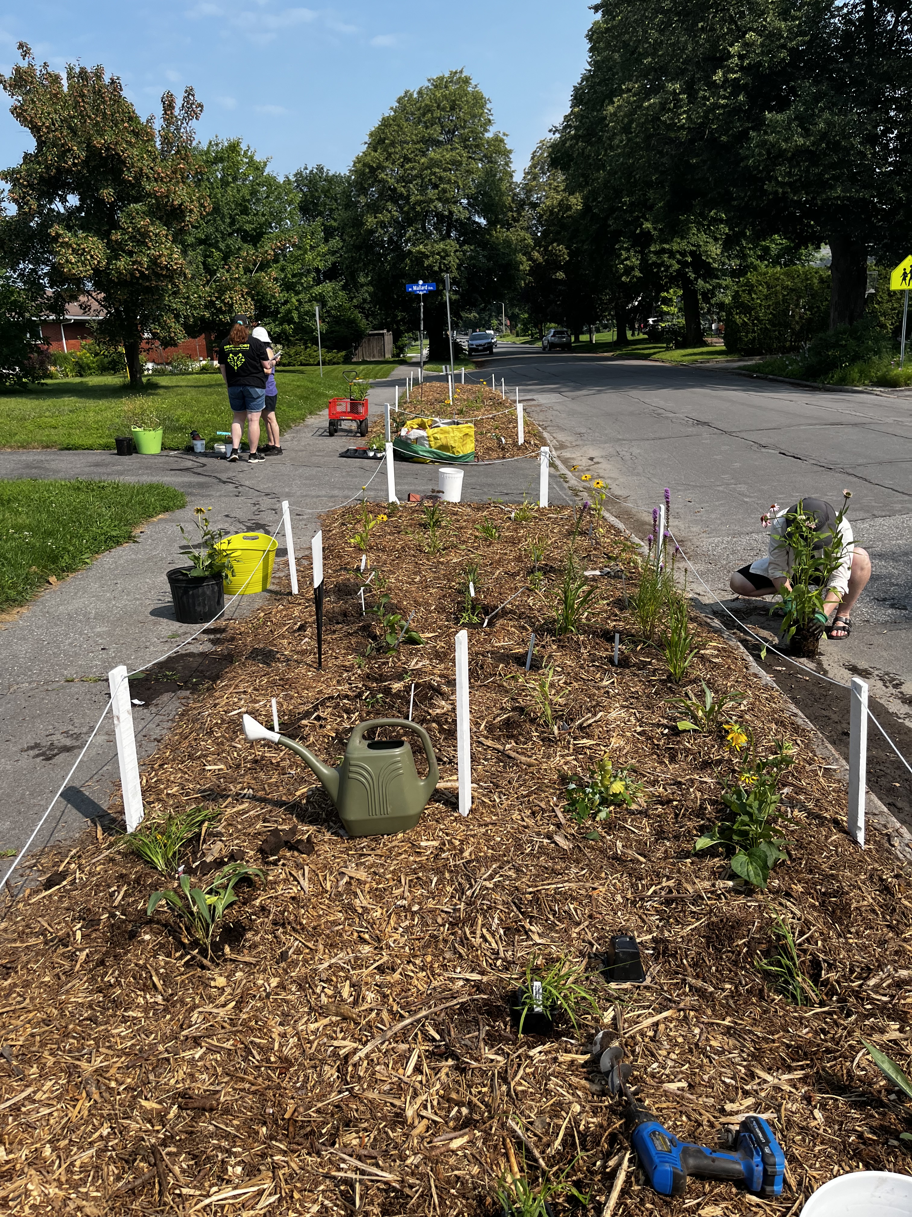 Creating the Agincourt Rd Boulevard Garden