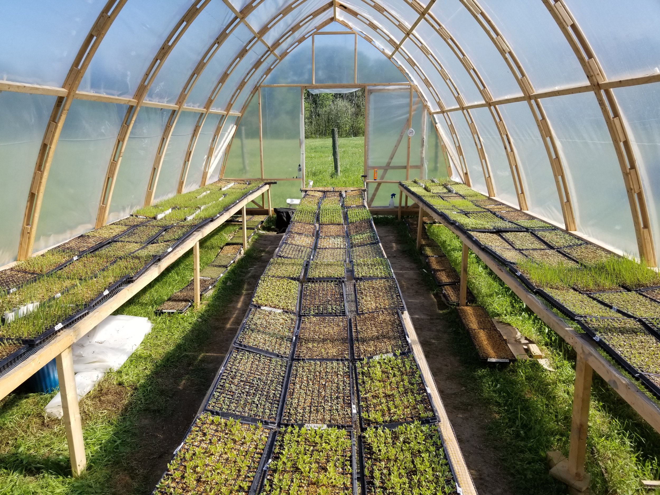 A greenhouse filled with little seedlings.