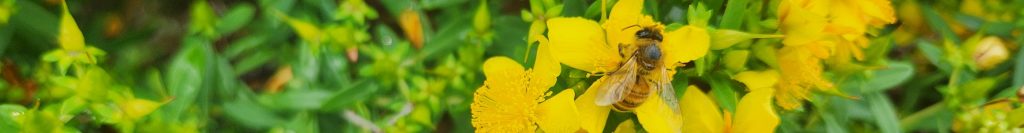 a native bee on a st. john's wort shrub.
