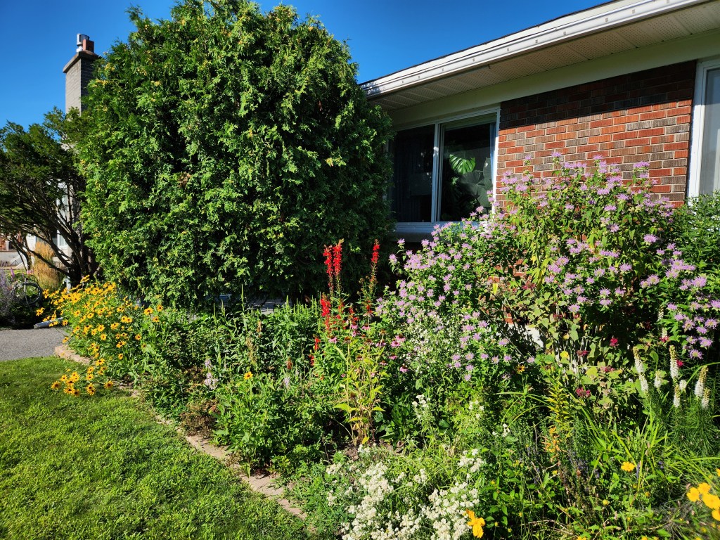 A garden full of native plants.