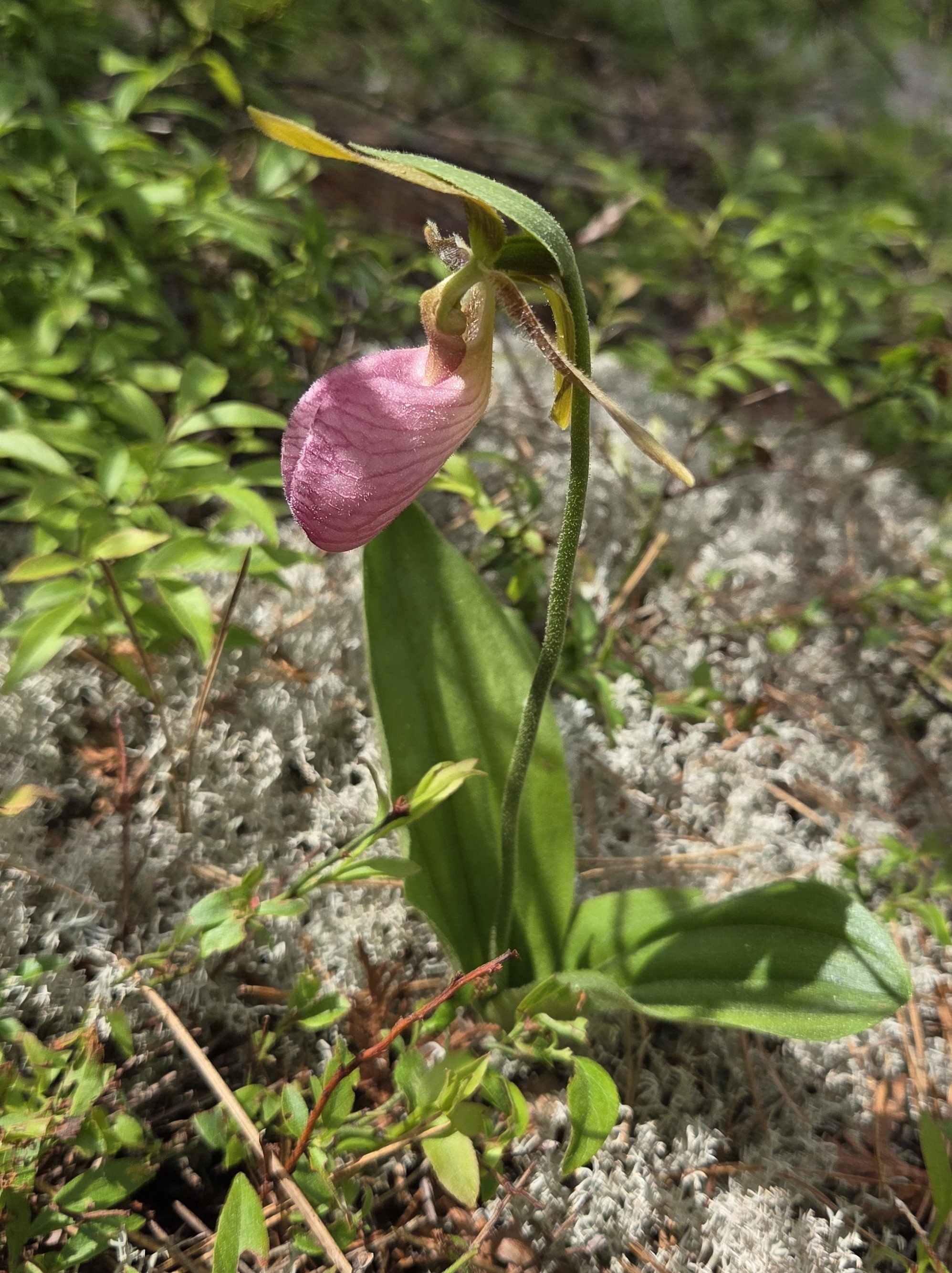 Pink Lady's-slippers flower. A pink orchid.