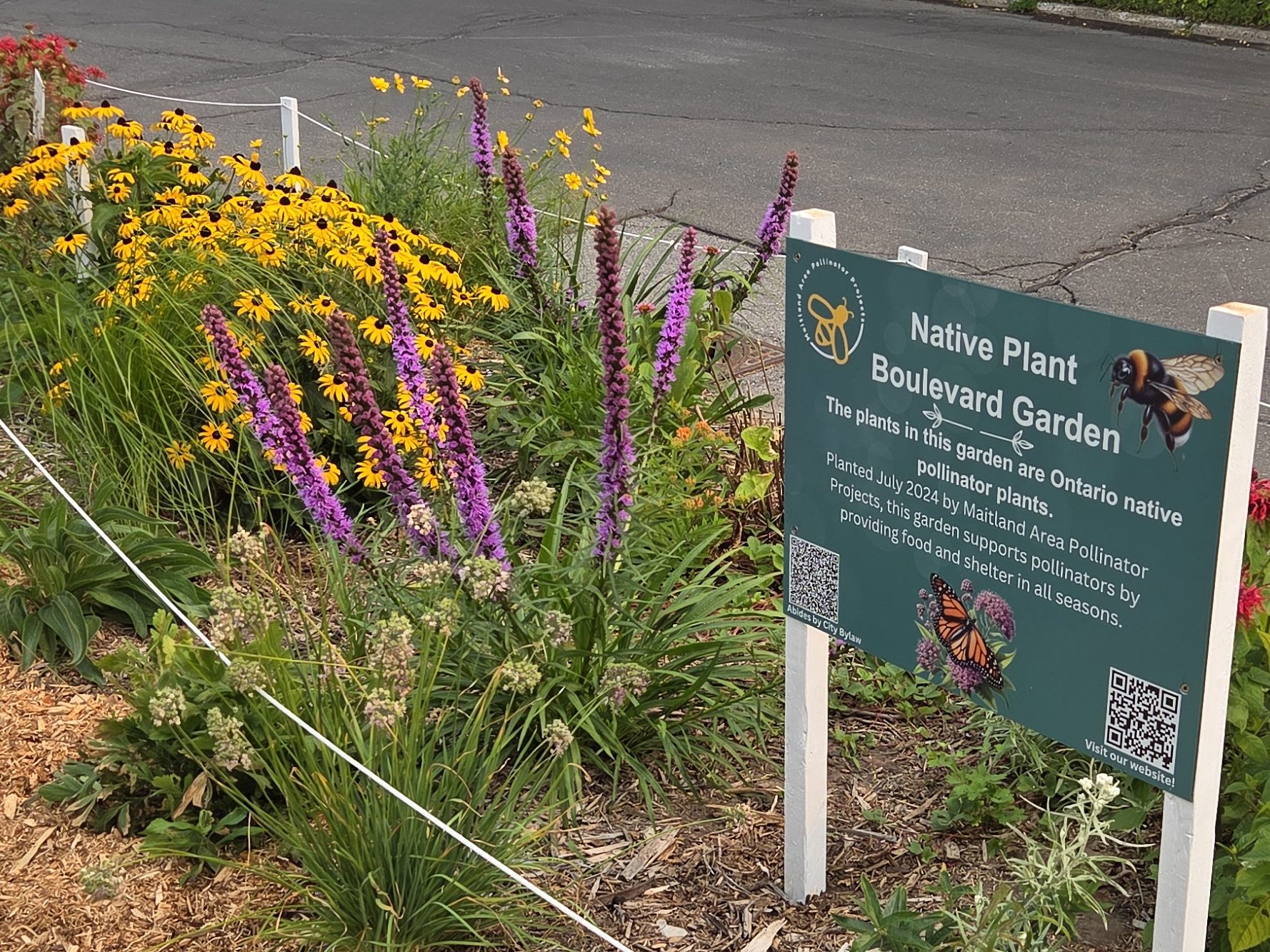 many different flowers surrounding a sign which reads "Native plant boulevard garden. The plantsi nthis garden are Ontario native pollinator plants. Planted July 2024 by Maitland Area Pollinator Projects, this garden supports pollinators by providing food and shelter in all seasons".