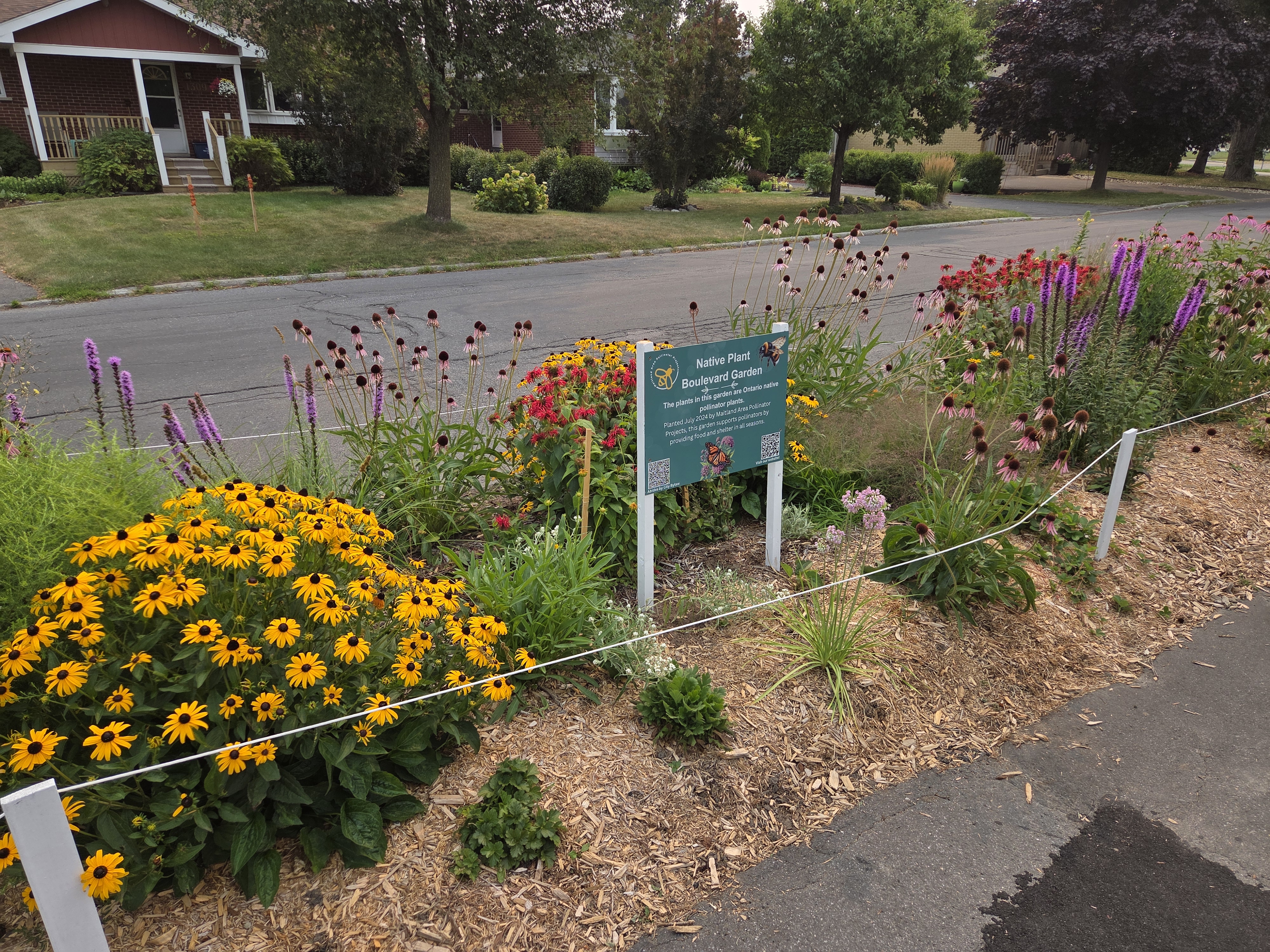 many different flowers surrounding a sign which reads "Native plant boulevard garden. The plantsi nthis garden are Ontario native pollinator plants. Planted July 2024 by Maitland Area Pollinator Projects, this garden supports pollinators by providing food and shelter in all seasons".